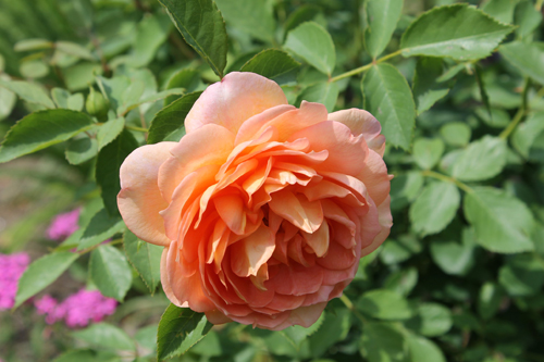 Lady of shalott