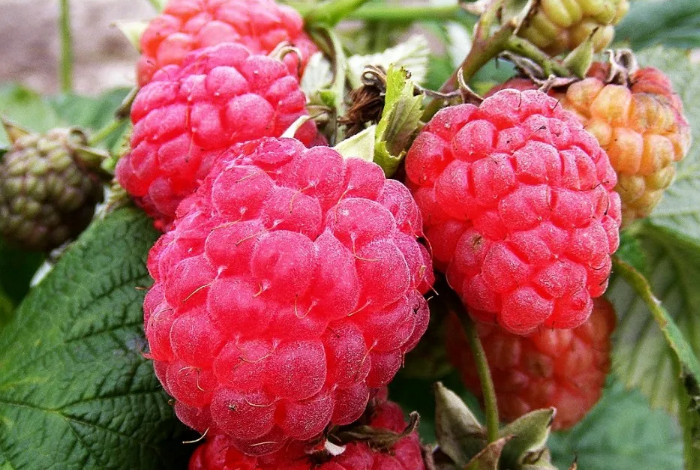 сорта малины для урала: самые лучшие, описание и характеристика