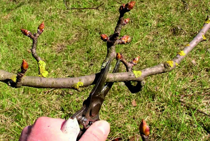 обрезка яблони летом: пошаговая инструкция для начинающих
