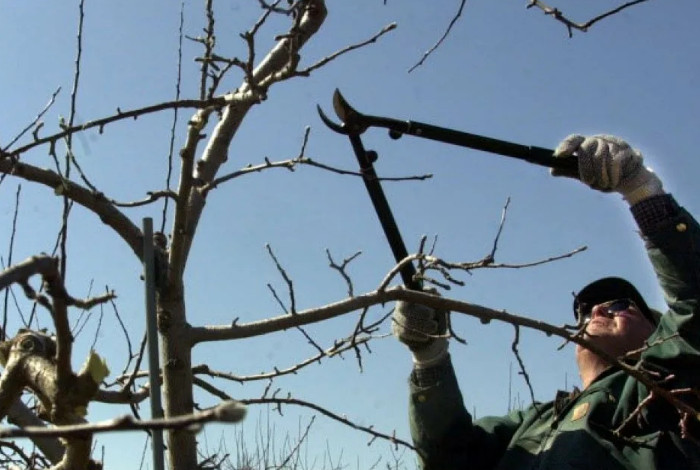 обрезка яблони летом: пошаговая инструкция для начинающих