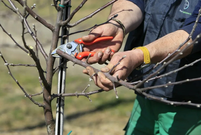 обрезка яблони летом: пошаговая инструкция для начинающих